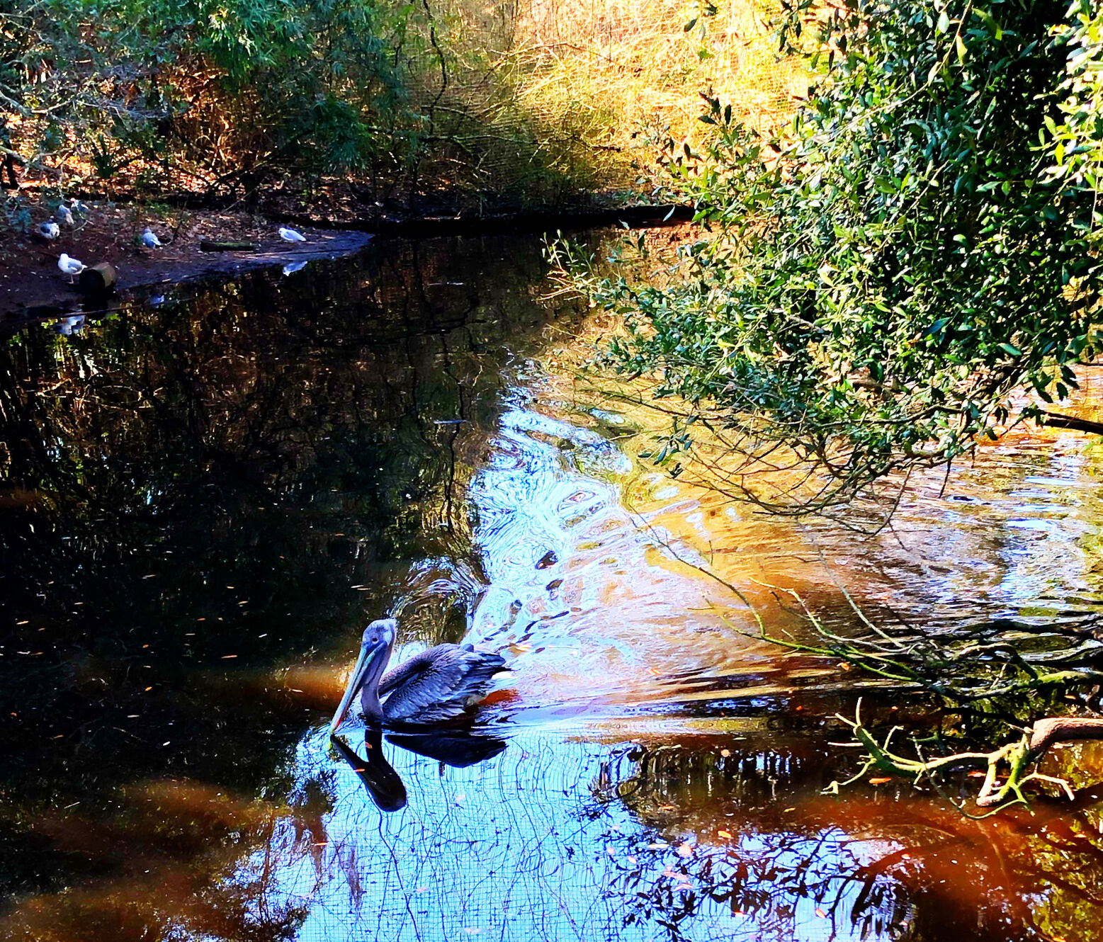 Pelican at Charlestowne Landing